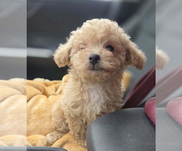 Medium Photo #11 Poodle (Toy) Puppy For Sale in DYERSBURG, TN, USA