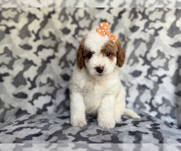 Medium Photo #3 Cavapoo (Miniature) Puppy For Sale in LAKELAND, FL, USA