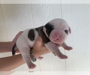 American Bulldog Puppy for Sale in COLUMBIA, Kentucky USA