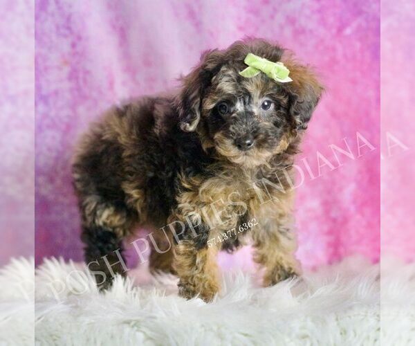 Medium Photo #1 Poodle (Toy) Puppy For Sale in WARSAW, IN, USA