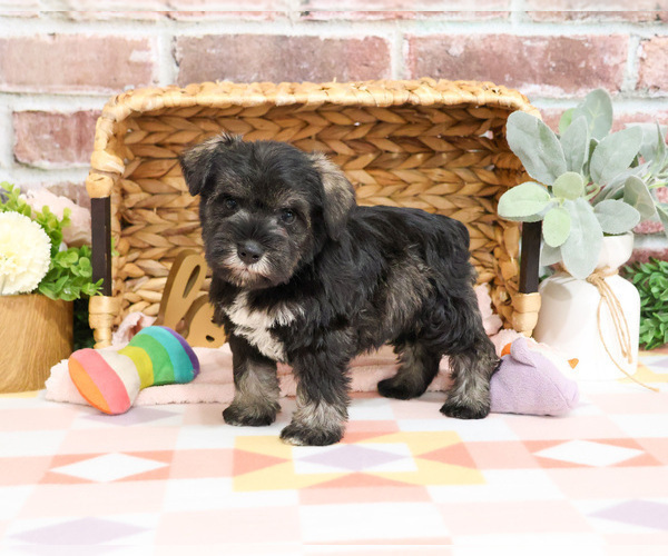 Medium Photo #8 Schnauzer (Miniature) Puppy For Sale in SYRACUSE, IN, USA