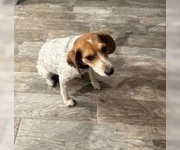 Medium Photo #11 Beagle Puppy For Sale in Apple Valley, CA, USA