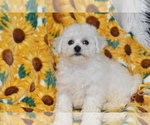 Small #3 Bichon Frise