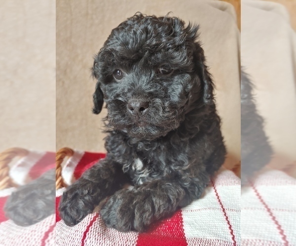 Medium Photo #3 ShihPoo Puppy For Sale in CANON CITY, CO, USA