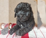 Small Photo #3 ShihPoo Puppy For Sale in CANON CITY, CO, USA