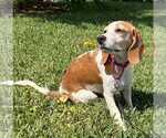 Small #13 Beagle