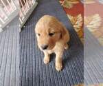 Small Photo #2 Golden Retriever Puppy For Sale in SACRAMENTO, CA, USA