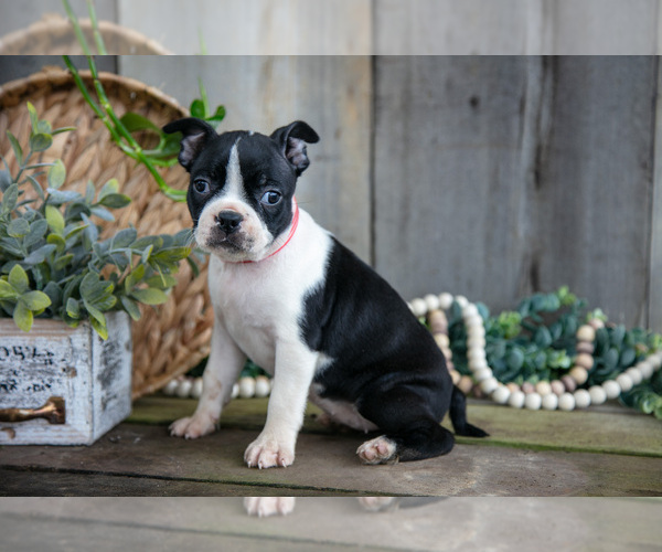 Medium Photo #9 Boston Terrier Puppy For Sale in MILLERSBURG, OH, USA