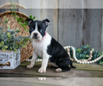 Small Photo #9 Boston Terrier Puppy For Sale in MILLERSBURG, OH, USA