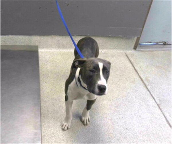 Medium Photo #1 American Staffordshire Terrier-Unknown Mix Puppy For Sale in Tallahassee, FL, USA