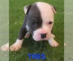 Puppy TRES American Bully
