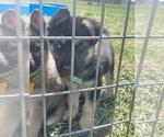 Puppy 6 German Shepherd Dog-Siberian Husky Mix