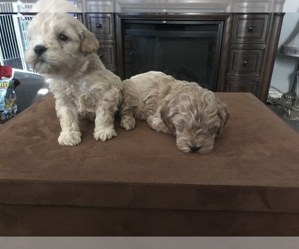 Medium Photo #4 Australian Labradoodle Puppy For Sale in STOKESDALE, NC, USA