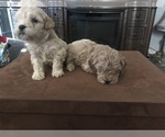 Small Photo #4 Australian Labradoodle Puppy For Sale in STOKESDALE, NC, USA