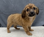 Small Photo #21 Chiweenie Puppy For Sale in SAINT AUGUSTINE, FL, USA