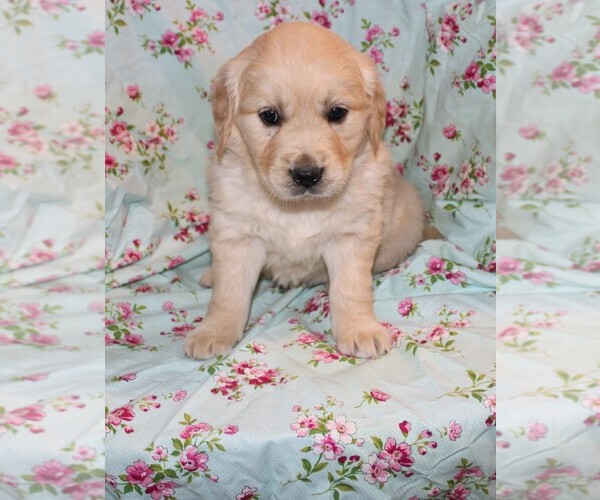 Medium Photo #9 Golden Retriever Puppy For Sale in BLOOMINGTON, IN, USA