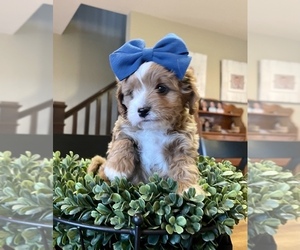 Cavapoo Puppy for Sale in COAL CITY, Indiana USA
