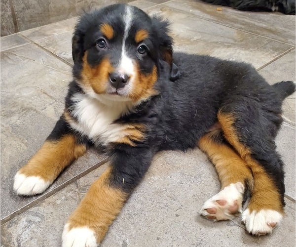 Medium Photo #3 Bernese Mountain Dog Puppy For Sale in LEETONIA, OH, USA