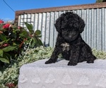Puppy Comet Poodle (Toy)