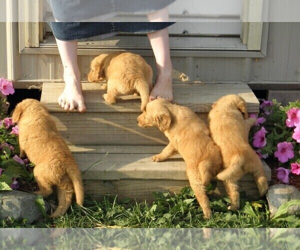 Medium Photo #4 Golden Retriever Puppy For Sale in VERMONTVILLE, MI, USA