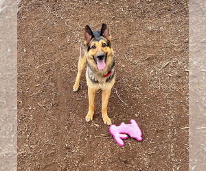 Klara - Female German Shepherd Dog Dog for Adoption - Photo #2
