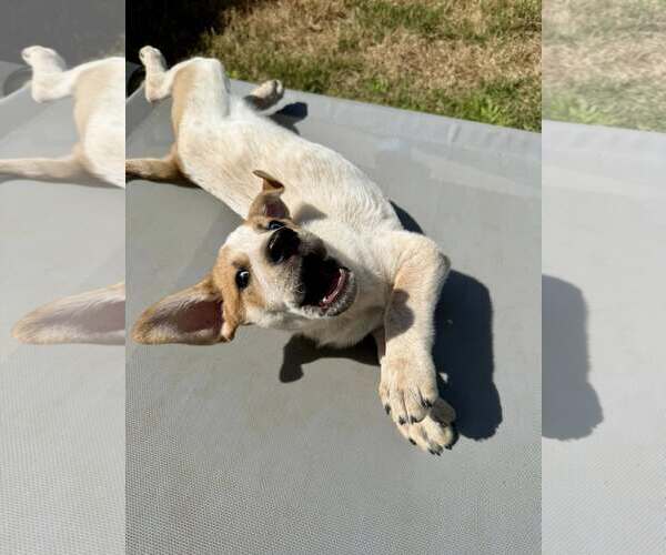 Medium Photo #2 Mutt Puppy For Sale in Paso Robles, CA, USA