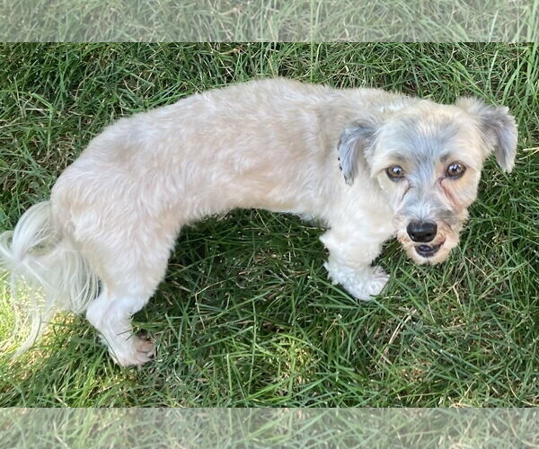 Medium Photo #3 Havanese Puppy For Sale in Omaha, NE, USA