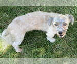 Small #2 Havanese