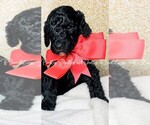 Small Photo #13 Goldendoodle Puppy For Sale in RUSKIN, FL, USA