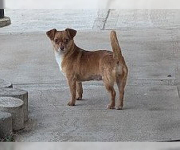 Medium Photo #5 Chihuahua-Unknown Mix Puppy For Sale in Aurora, CO, USA