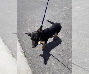 German Shepherd Dog Dogs for adoption in HESPERIA, CA, USA
