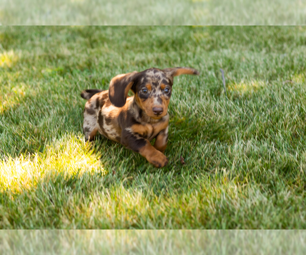 Medium Photo #7 Dachshund Puppy For Sale in MILFORD, IN, USA