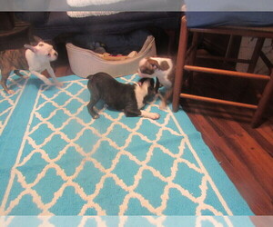 Boston Terrier Puppy for sale in BLACK HORSE, OH, USA