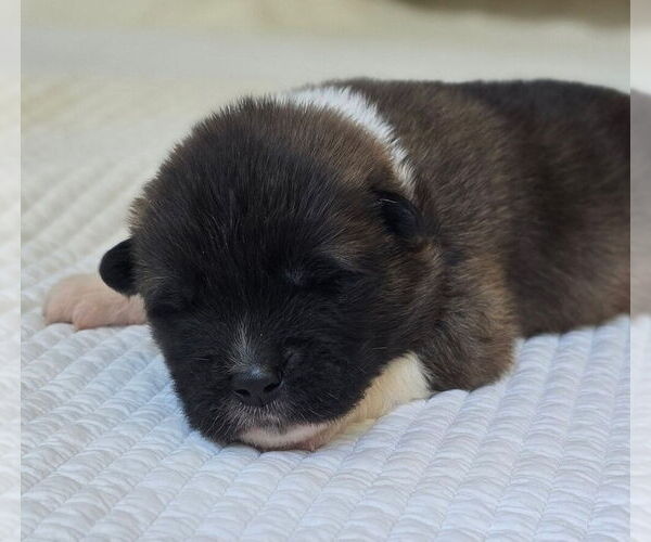 Medium Photo #4 Akita Puppy For Sale in STRAFFORD, MO, USA