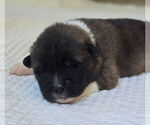 Small #3 Akita