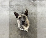 Small #7 Holland Shepherd