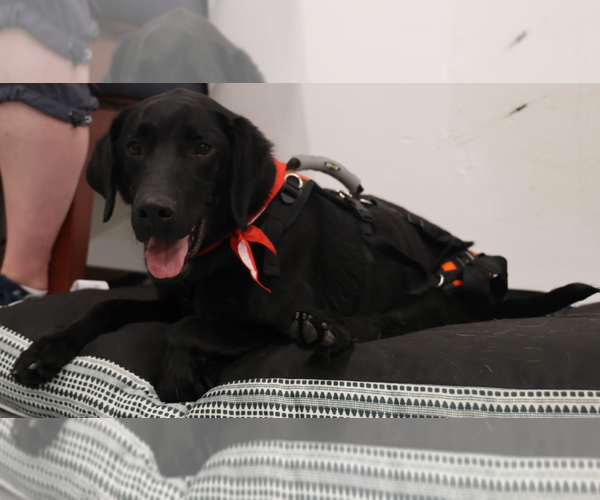 Medium Photo #11 Labrador Retriever Puppy For Sale in Brooklyn Center, MN, USA