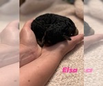 Small Photo #55 Miniature Bernedoodle Puppy For Sale in AUBURNDALE, FL, USA