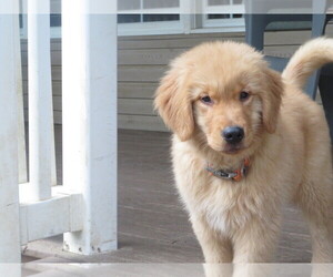 Golden Retriever Puppy for sale in MECHANICSVILLE, MD, USA