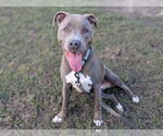 Small #1 American Staffordshire Terrier Mix