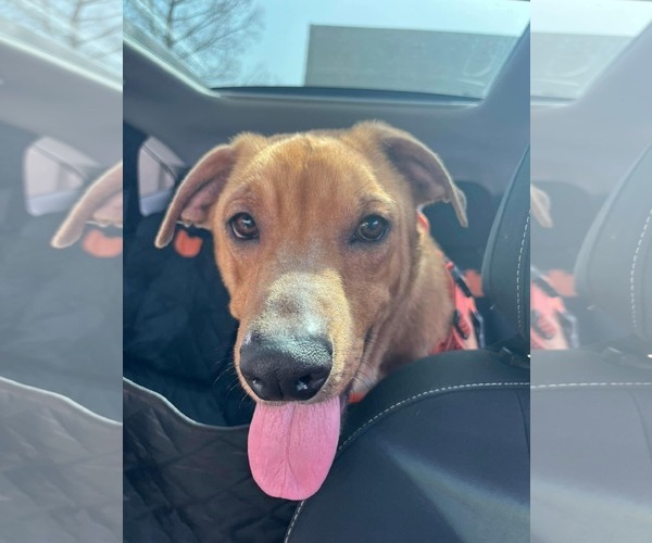 Medium Photo #4 Mutt Puppy For Sale in Rowlett, TX, USA