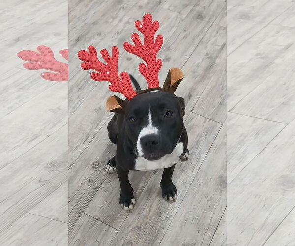 Medium Photo #8 Mutt Puppy For Sale in Murfreesboro, NC, USA