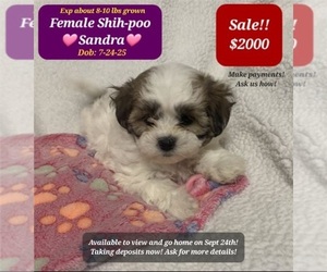 Shih-Poo Puppy for sale in TUCSON, AZ, USA