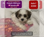 Small Shih-Poo