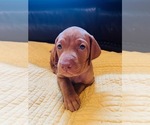 Small #6 Vizsla