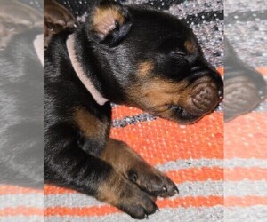 Medium Doberman Pinscher