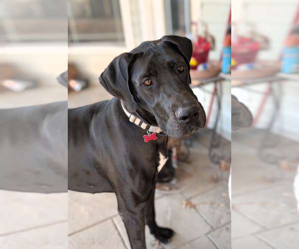 Medium Photo #7 Great Dane-Unknown Mix Puppy For Sale in Boston, MA, USA