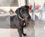 Small #6 Great Dane Mix