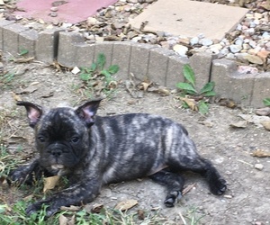 Faux Frenchbo Bulldog Puppy for sale in ALTOONA, KS, USA