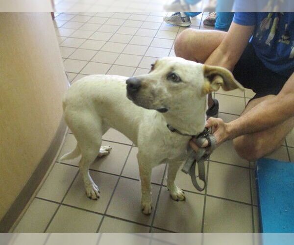 Medium Photo #1 Catahoula Leopard Dog Puppy For Sale in Ocala, FL, USA